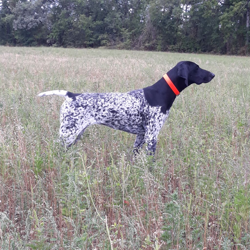 TR. Ohara des petites herbes