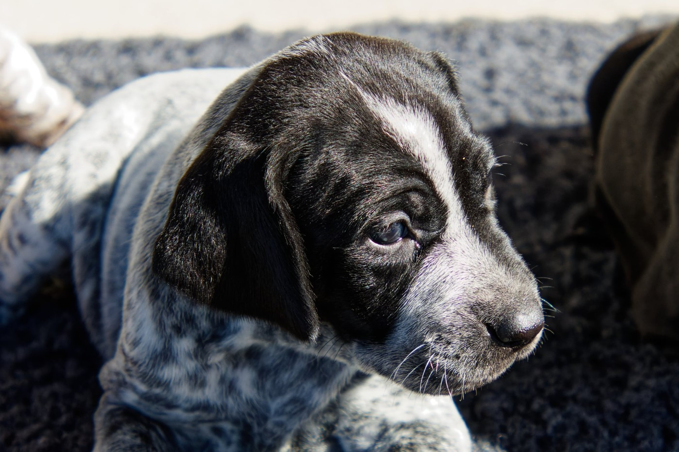 De La Serre Du Quercy - Braque allemand à poil court - Portée née le 08/09/2025